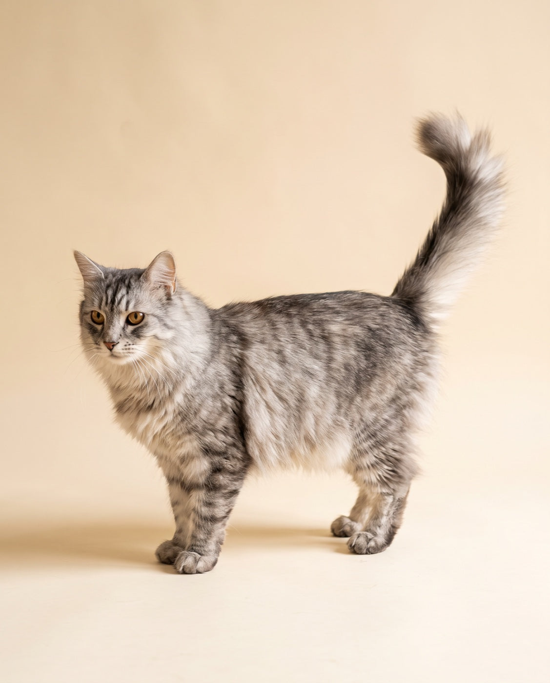 Katze im Profil mit markierten Stellen: Augen, Herz, Verdauung, Abwehr